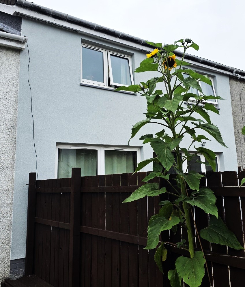 #Edinhome; #Rendering; #SiliconeRender; #Livingston;