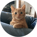 Lisa Verrico profile picture